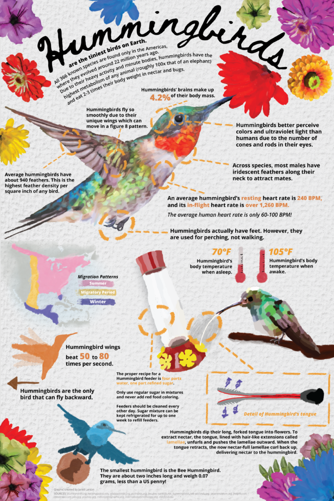Hummingbird infographic